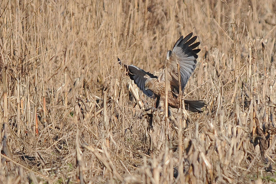 il momento della cattura