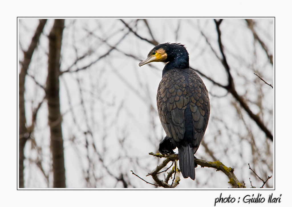 cormorano