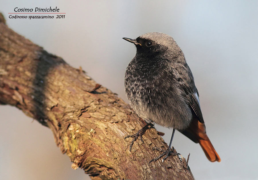 Codirosso Spazzacamino