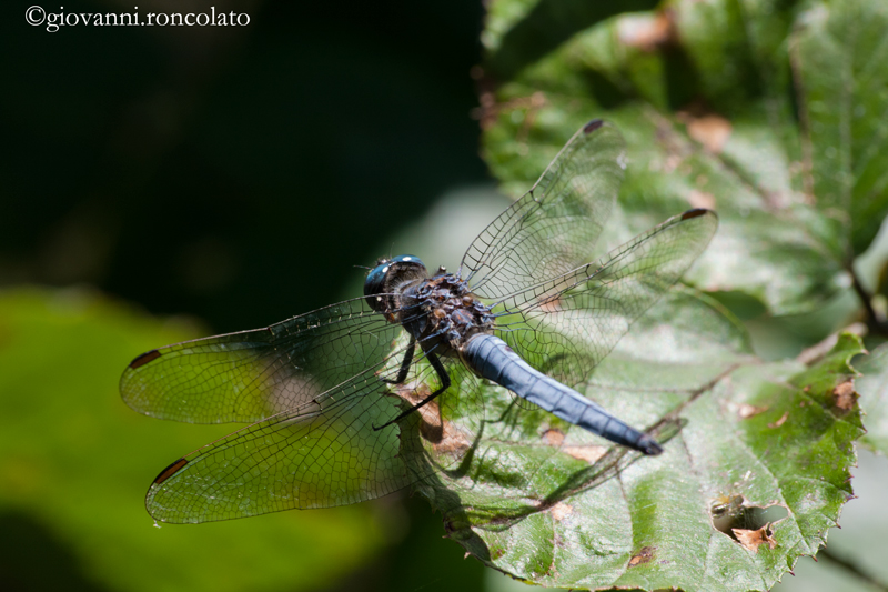Libellula blu