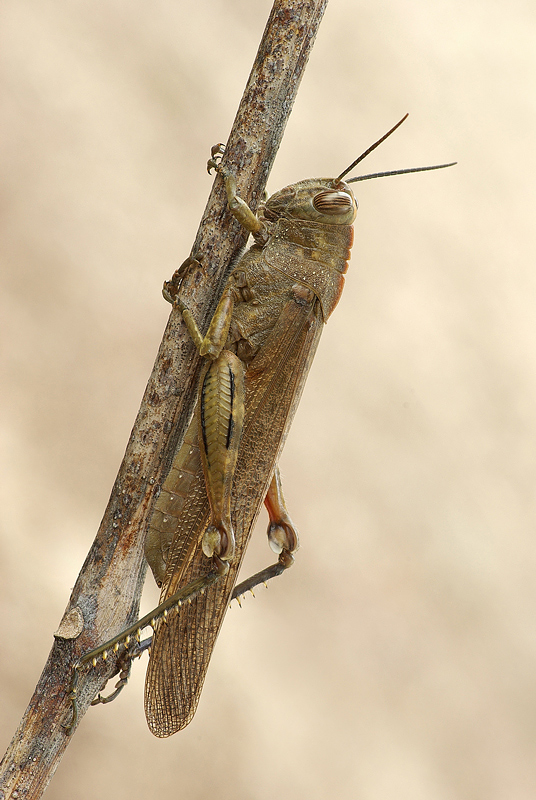 Cavalletta infreddolita