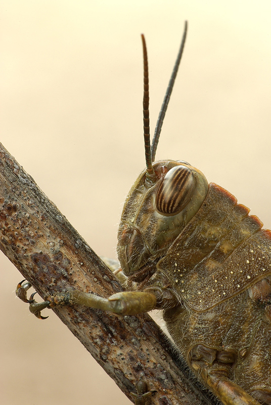 Ritratto di Anacridium aegyptium