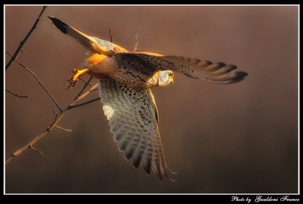 Gheppio in decollo...
