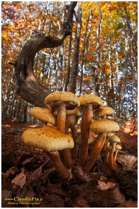 Pholiota sp (Fungo