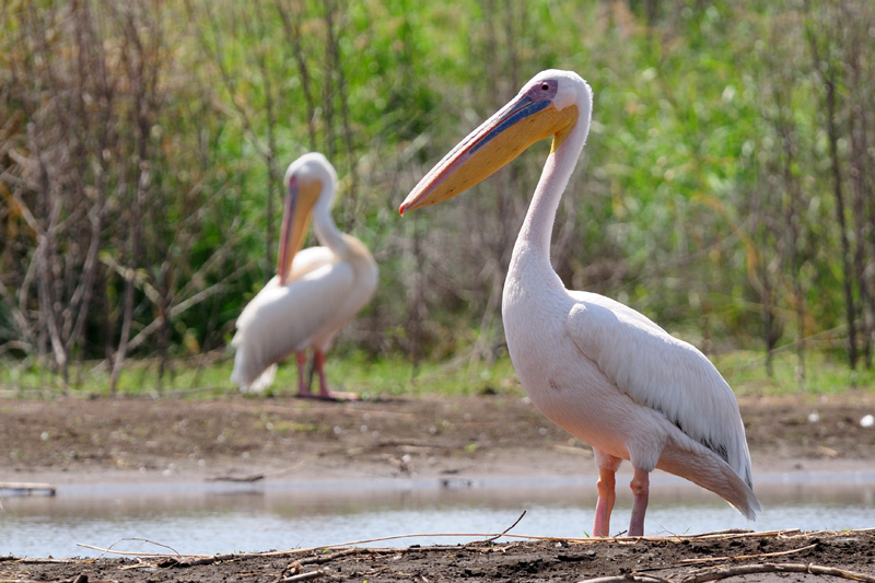 Pellicano - Lago Chamo, Etiopia