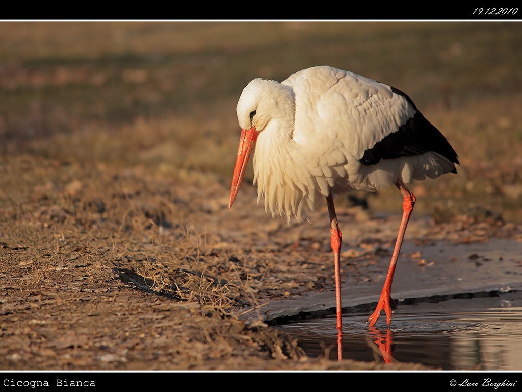 Cicogna # 3
