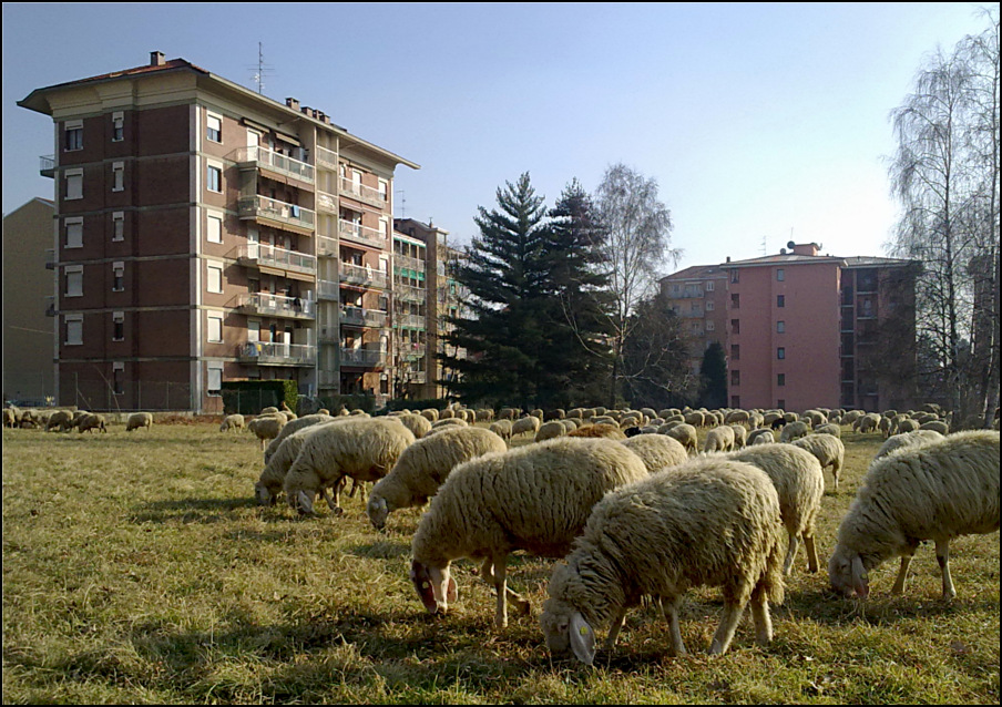Pecore in citt�