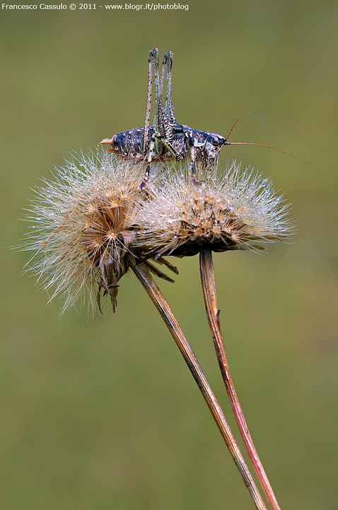 Bradyporidae - Uromenus sp
