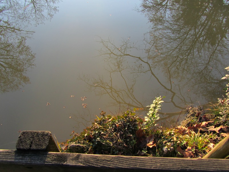 Riflessi nel laghetto