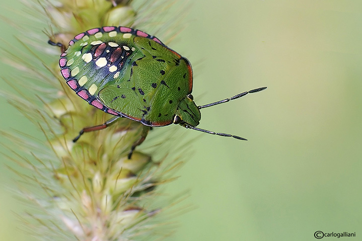 Nezara viridula
