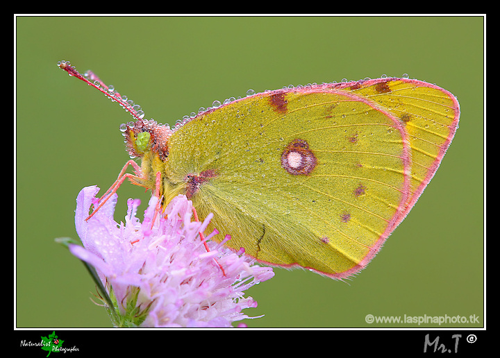 ...Colias crocea II...