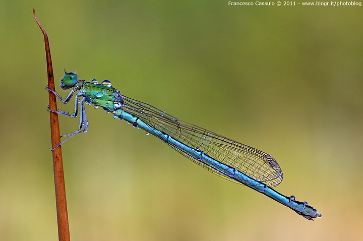 Damigella - Ischnura elegans