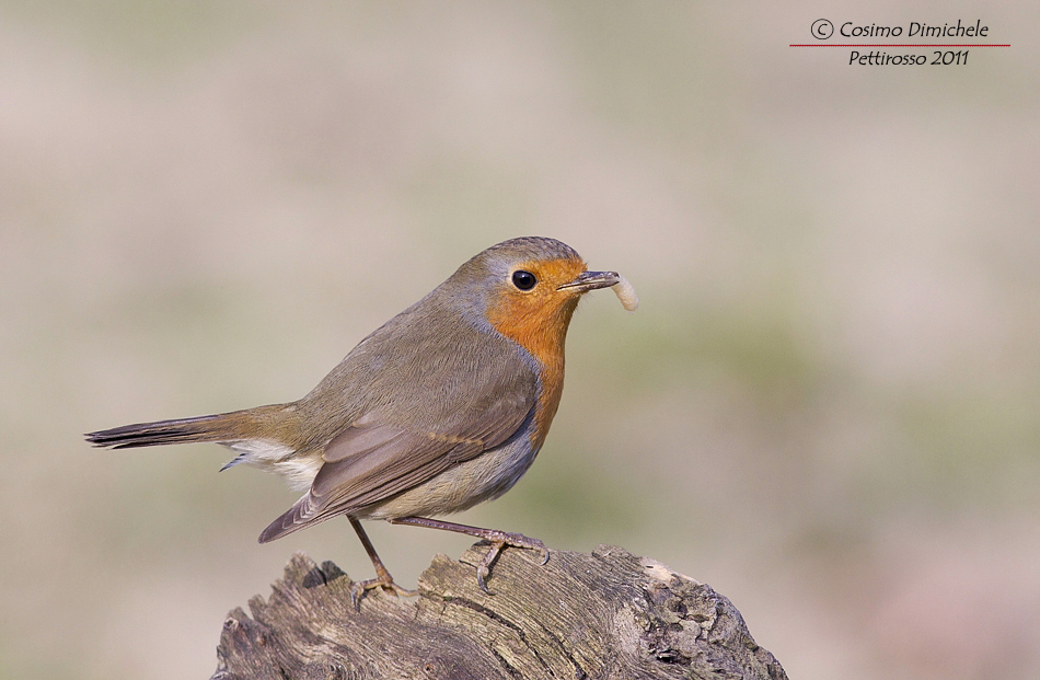 Pettirosso con preda