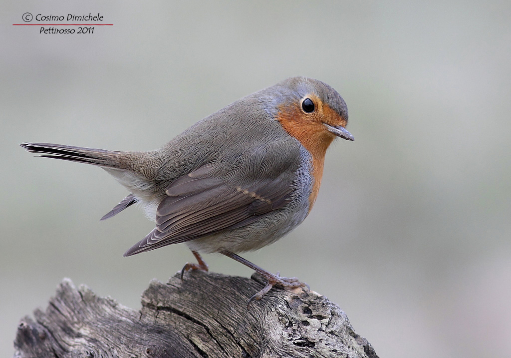 Pettirosso......