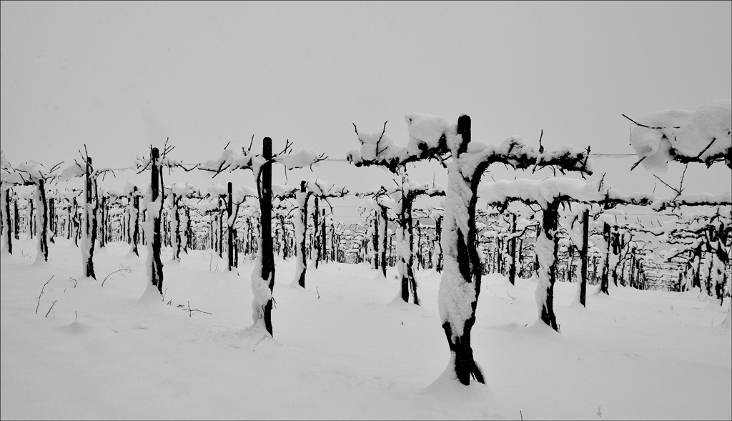 il giorno della memoria