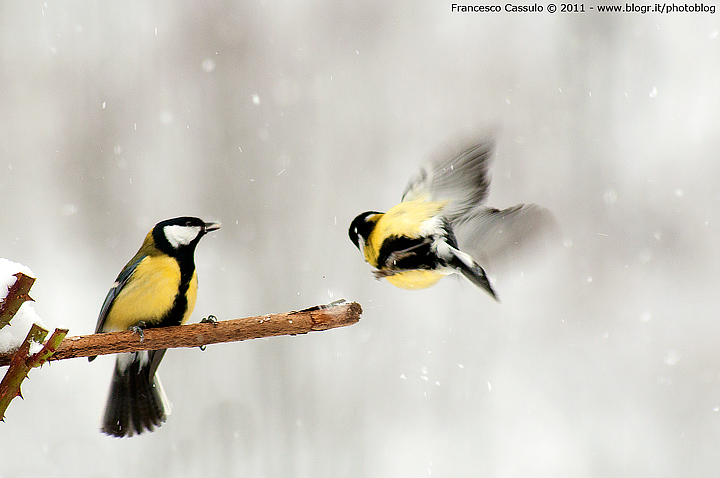 Cinciallegra - Parus major in volo