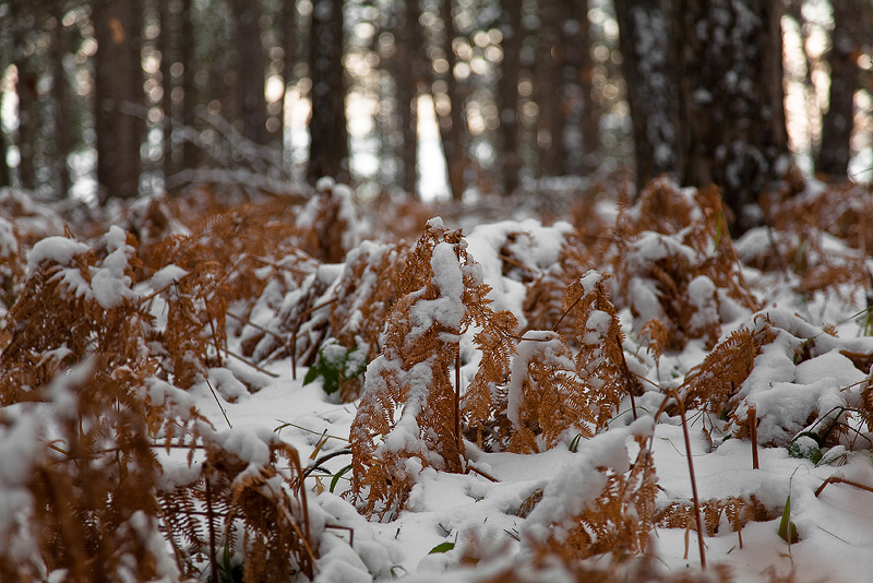 ....nel sottobosco...