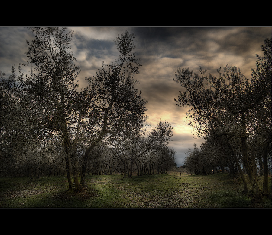 Passeggiando tra gli olivi