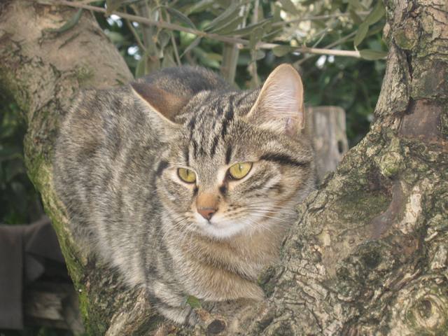 rilassarsi sul tronco di un albero