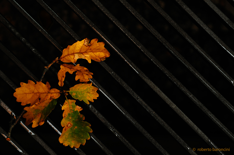 Foglie di quercia su ferro