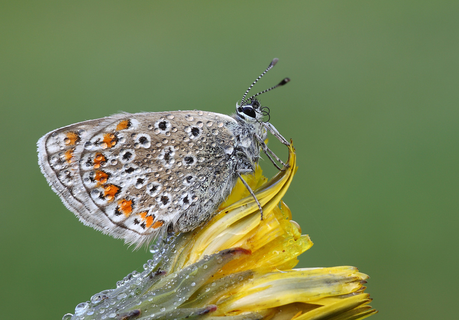 Polyommatus icarus