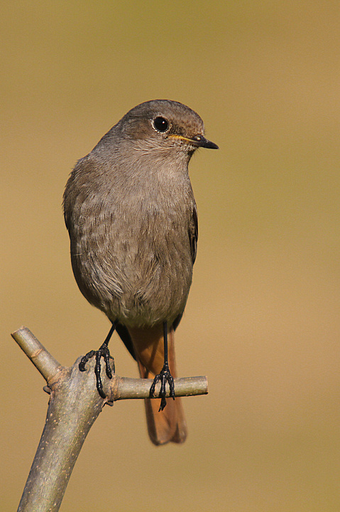 SPAZZACAMINA........