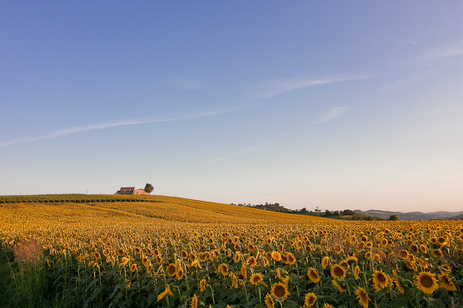 Girasoli al tramonto