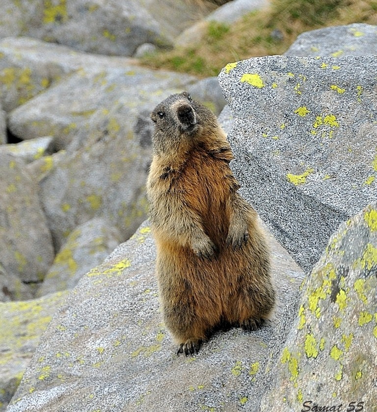 marmotta