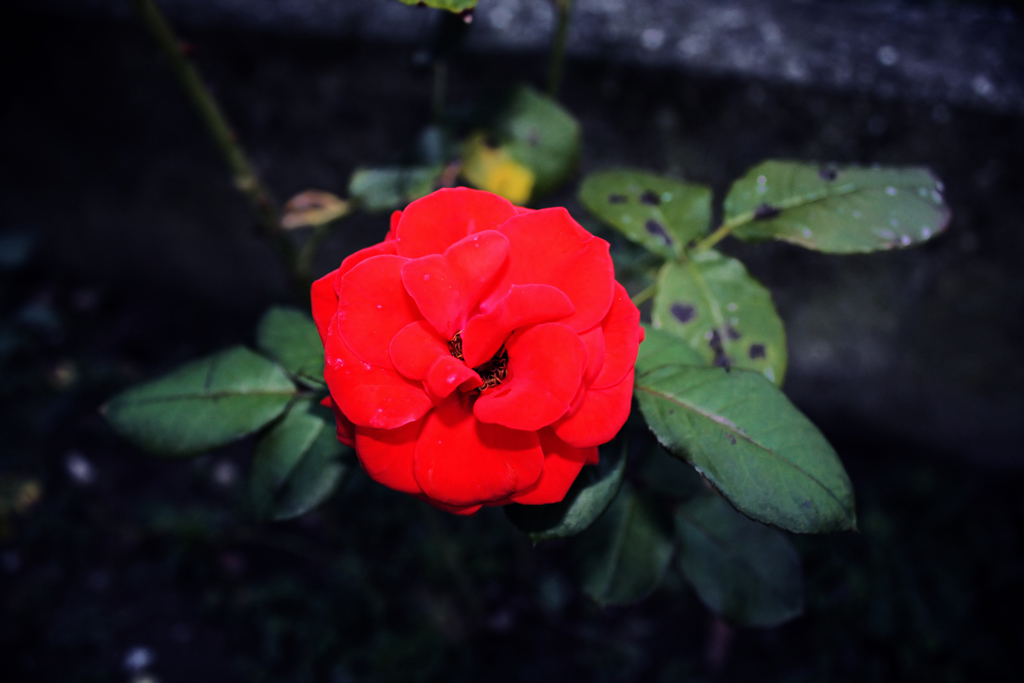 Red Rose