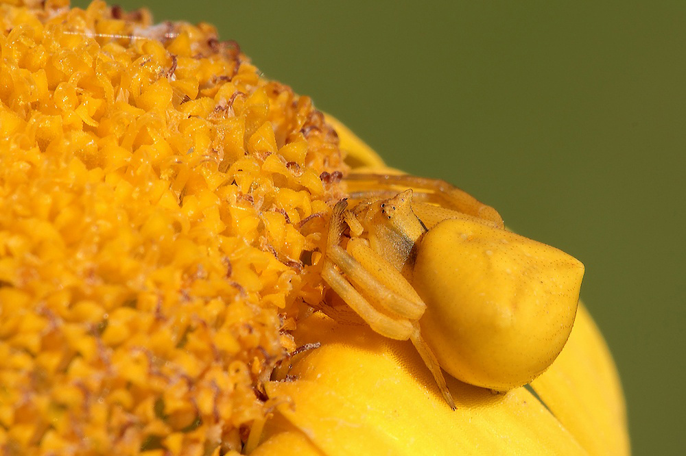 ......Timidamente...!!!