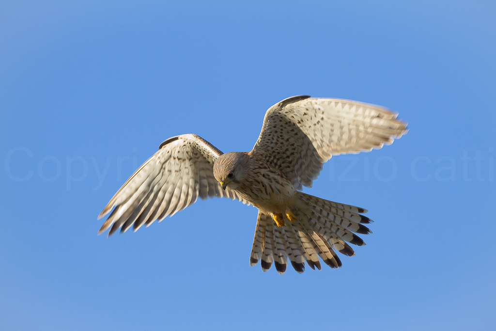 Gheppio - Spirito Santo