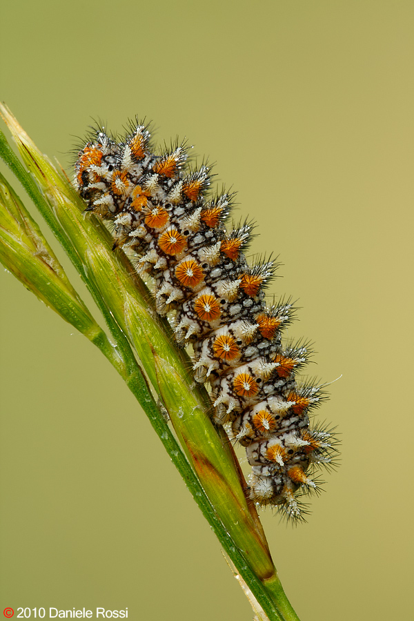 Bruco di Melitaea Didyma