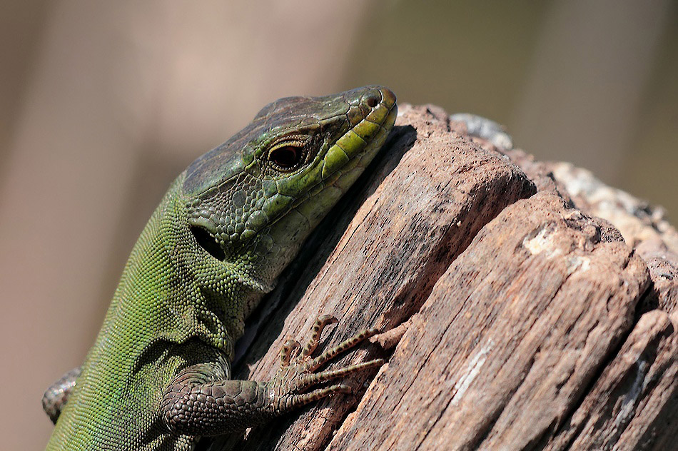 ...C'era Solo Lei...!!