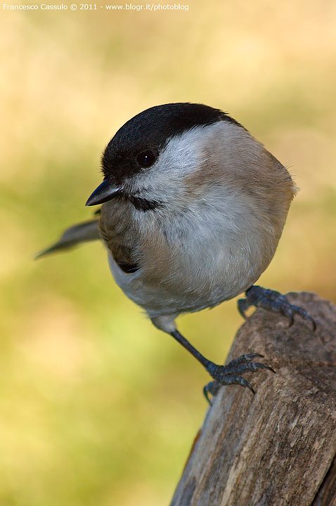Cincia bigia - Parus palustris