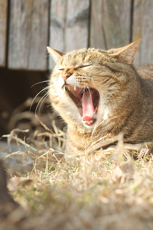 Ruggito o sbadiglio?