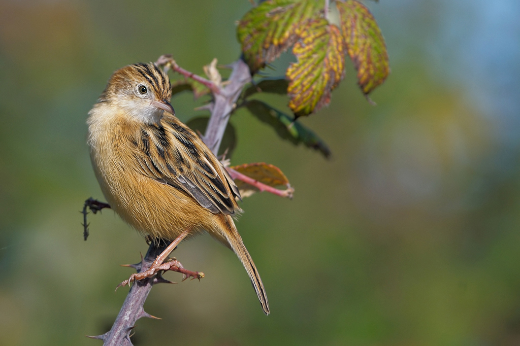 Beccamoschino (Cisticolo juncidis)