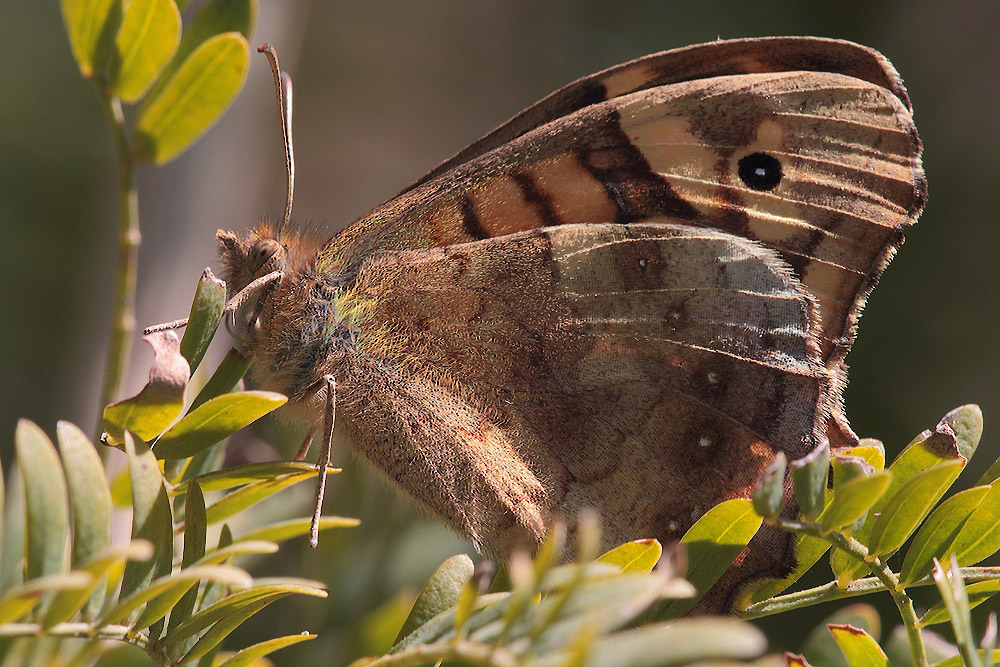 ...Nel Suo Habitat...!!