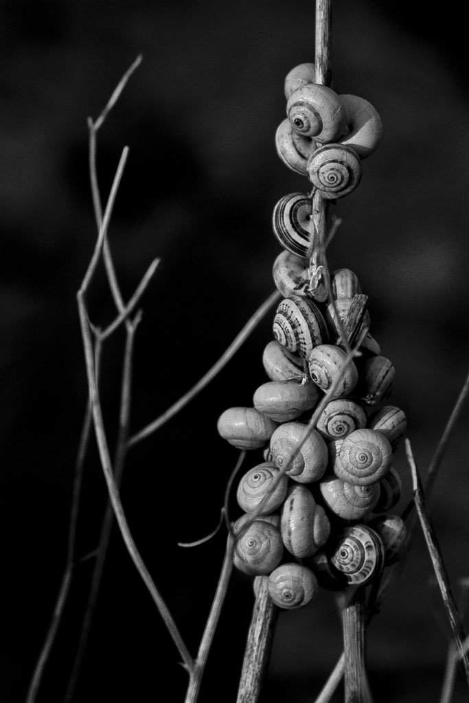 attaccamento familiare