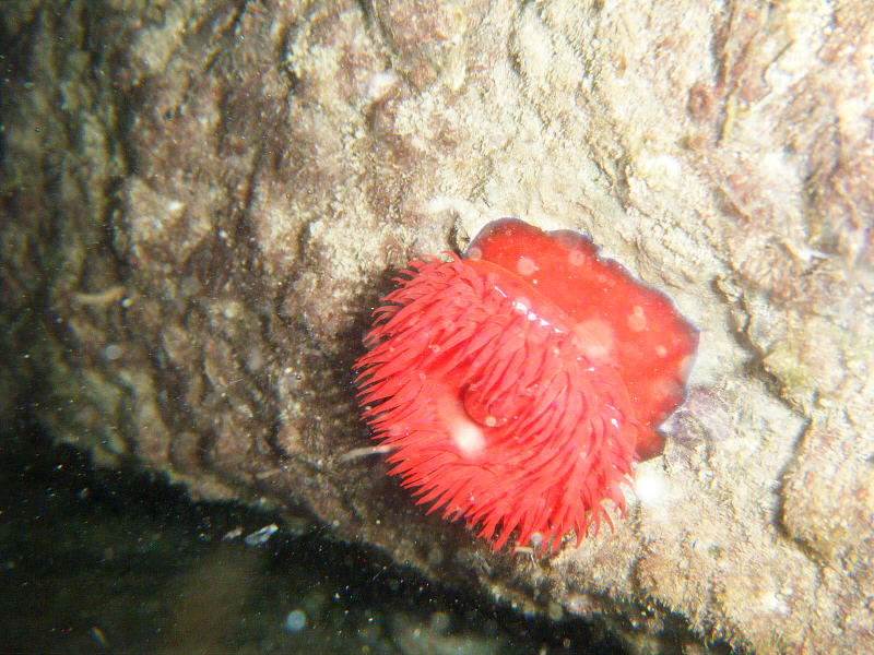 Rosa Rossa Subacquea