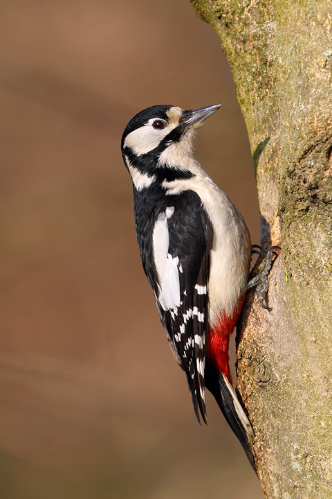 Femmina di picchio rosso maggiore
