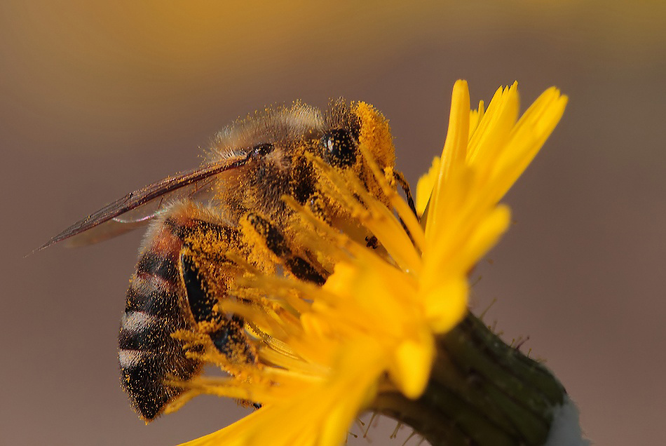 ...Sempre Disponibile...!!!