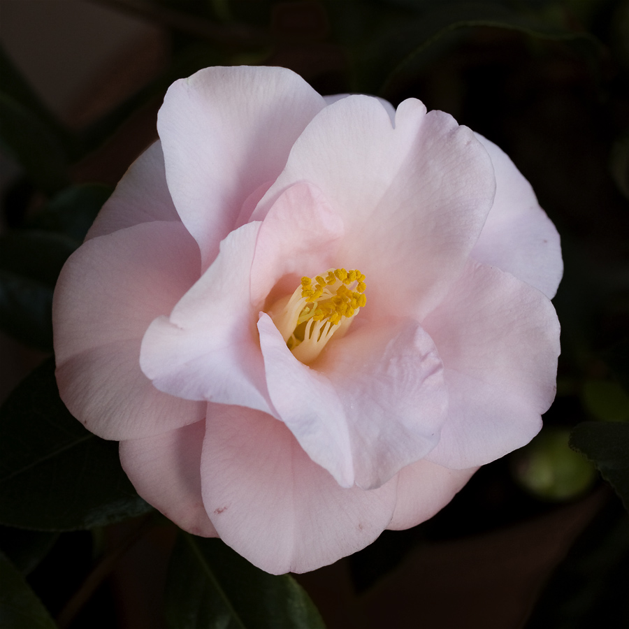 sempre la prima camelia