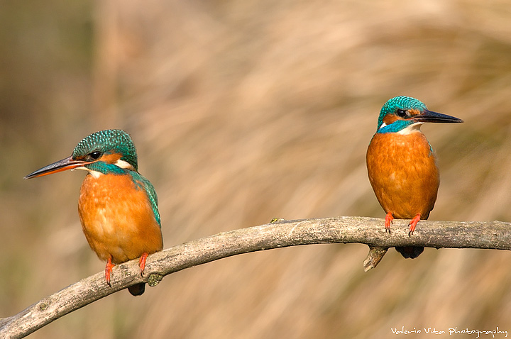 Allora non ti parlo pi�