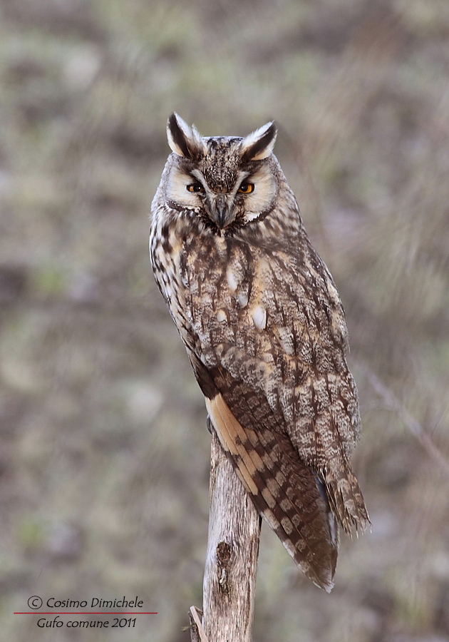 Gufo comune