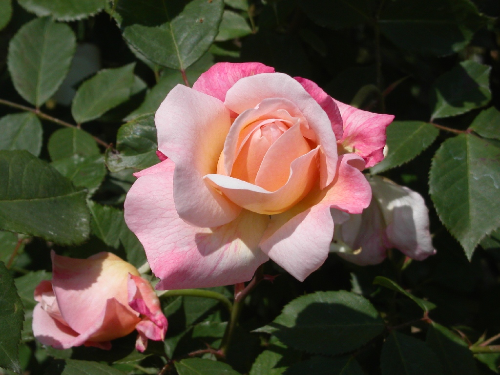 Rosa a Persolino (Faenza)