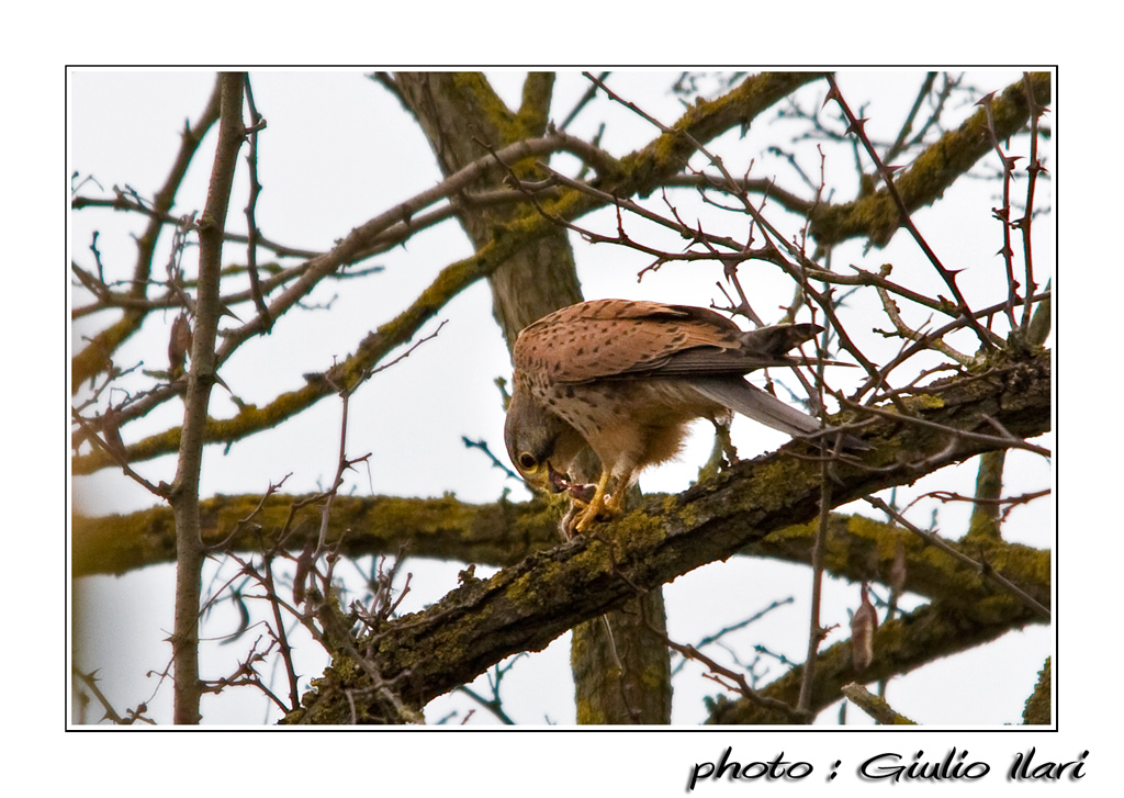 la bocca sollev� dal fiero pasto