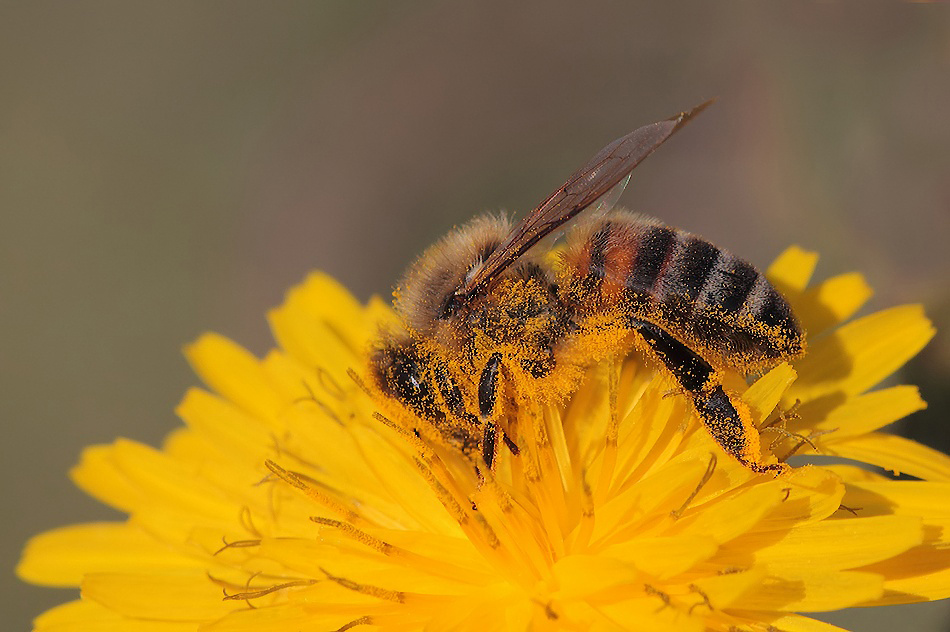 ...Tanto Per Gradire...!!!