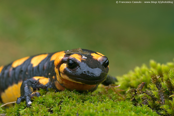 Salamandra pezzata (Salamandra salamandra, Linnaeus 1758)