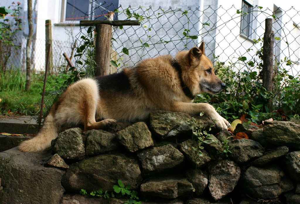Il Pastore del Pellegrino