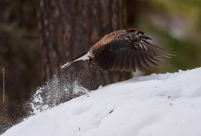 Il balzo della nocciolaia...